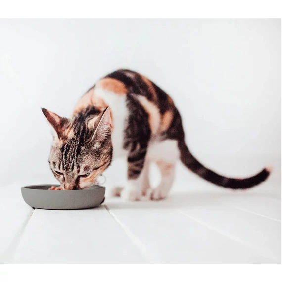 bambuszmacskatal/etetes